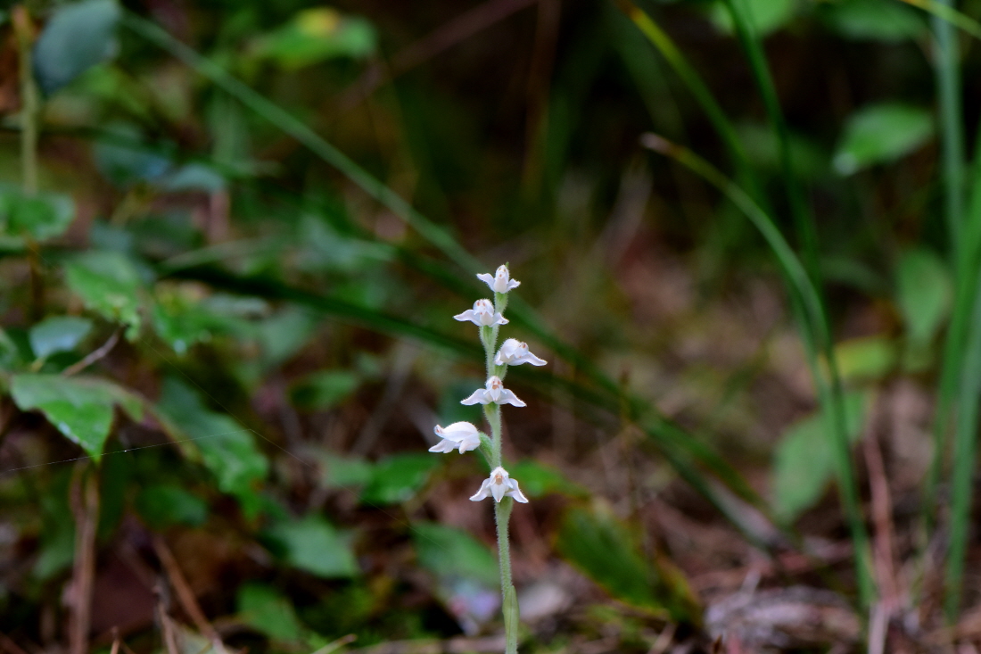 DSC_4222.JPG