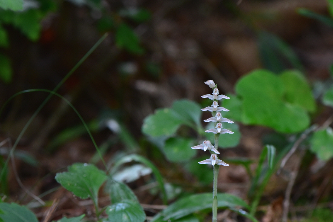 DSC_4269.JPG