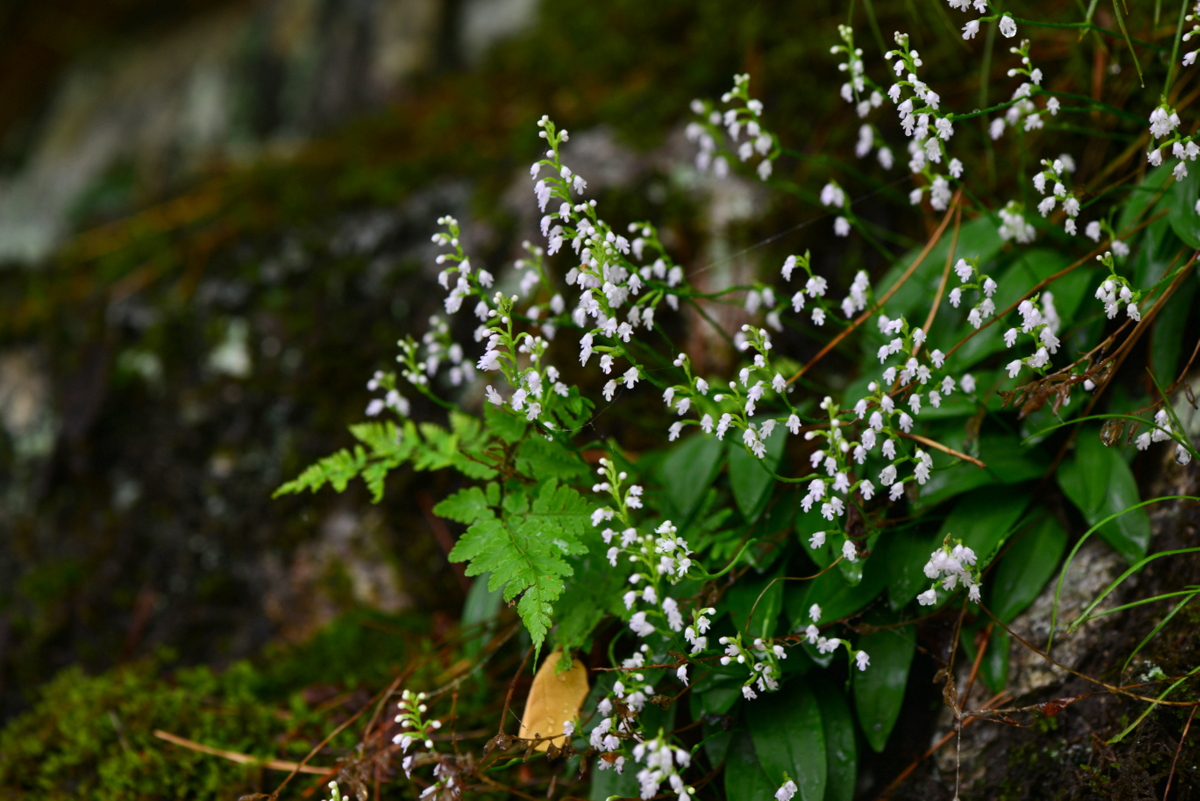 DSC_0987.JPG