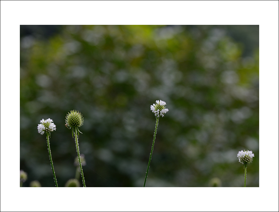 DSC_9241.jpg