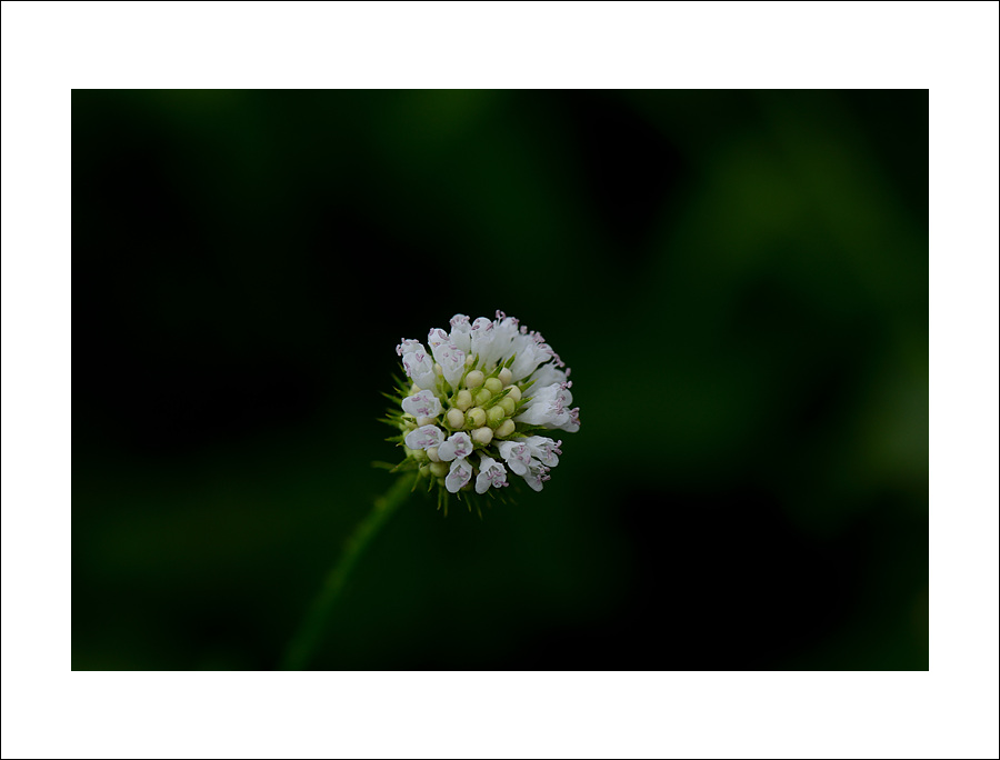 DSC_9266.jpg