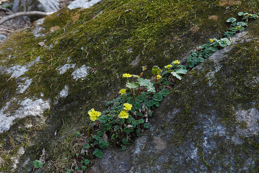 L1050951.jpg