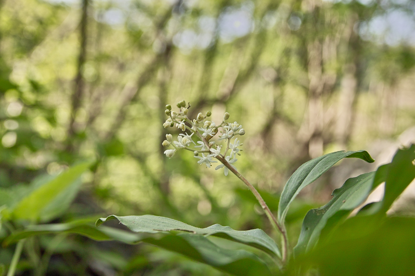 SDIM7658.jpg
