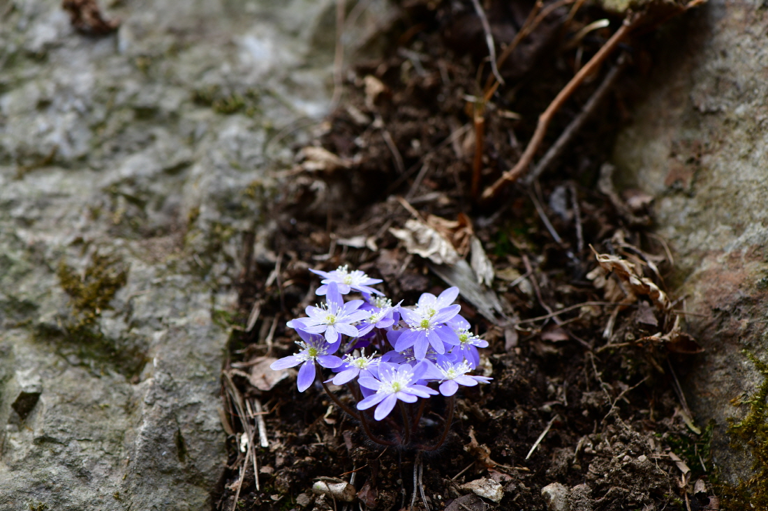 DSC_1518.JPG