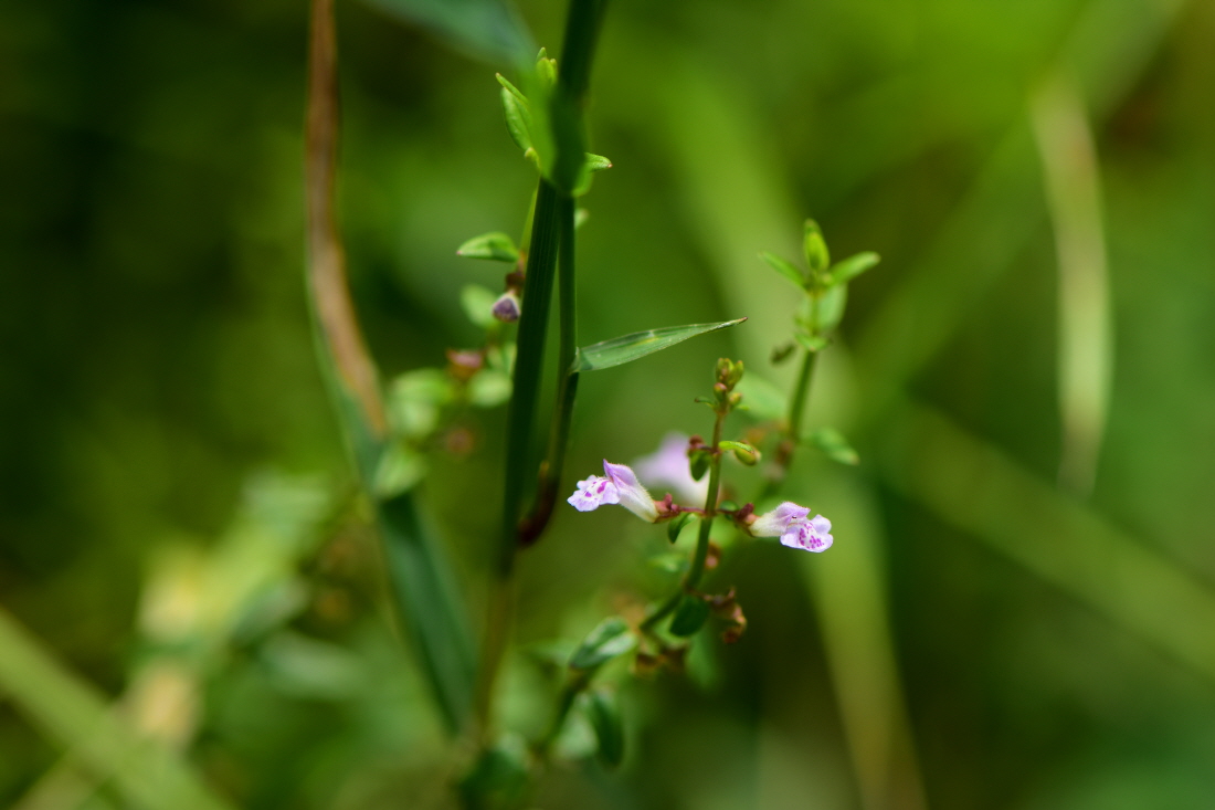DSC_9896.JPG