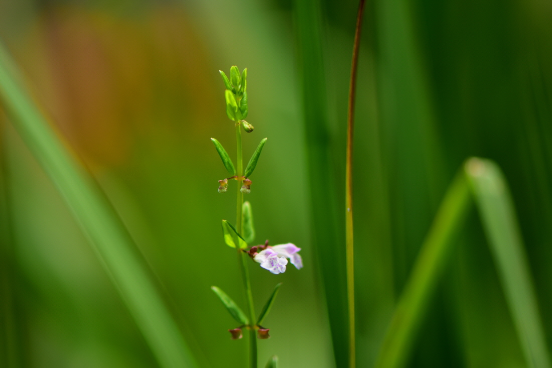DSC_9832.JPG