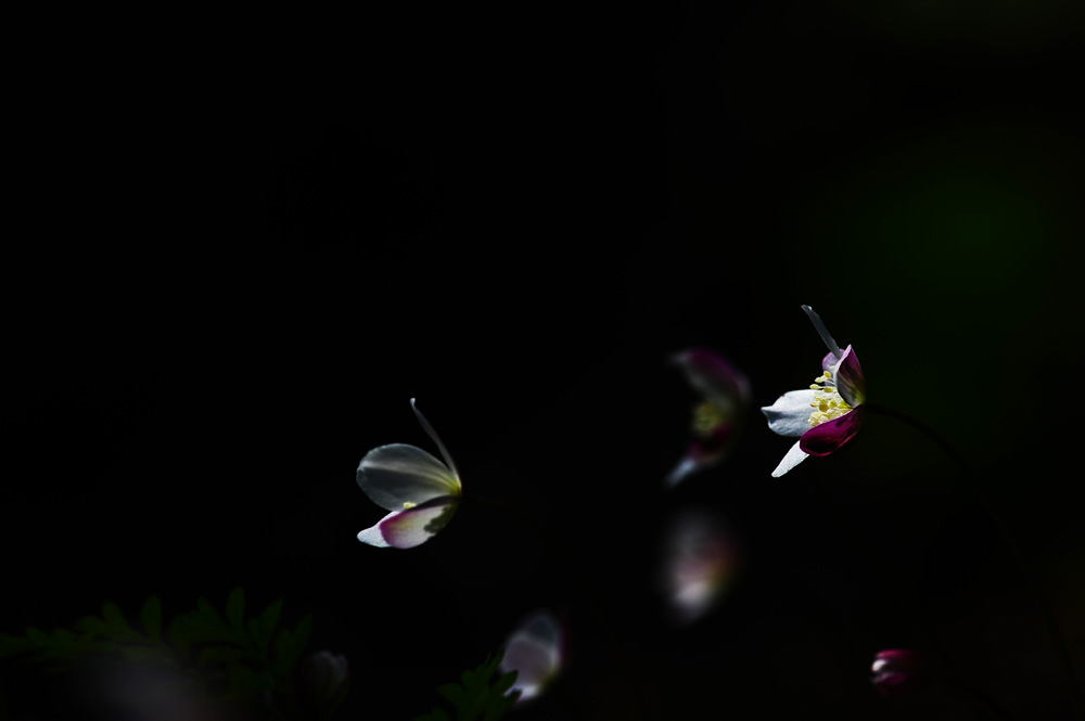DSC_4911-1.jpg