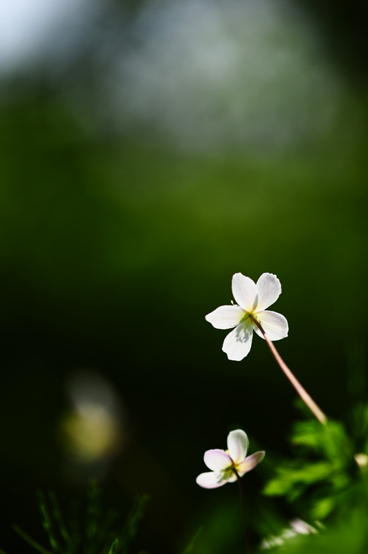 DSC_5040-1.jpg