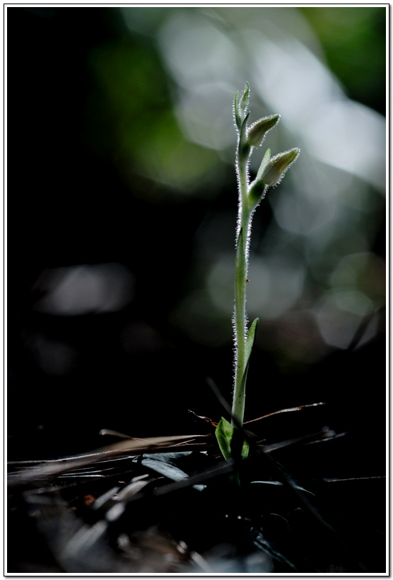 DSC_0077.jpg