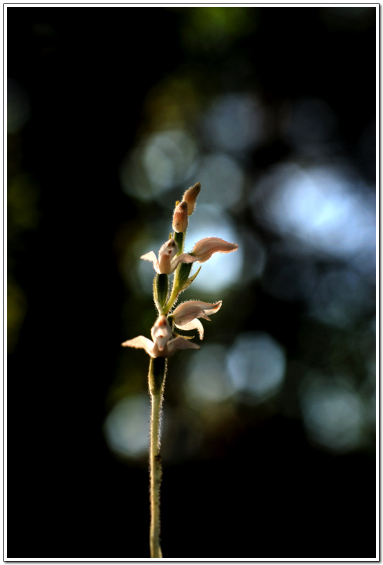 DSC_0105.jpg