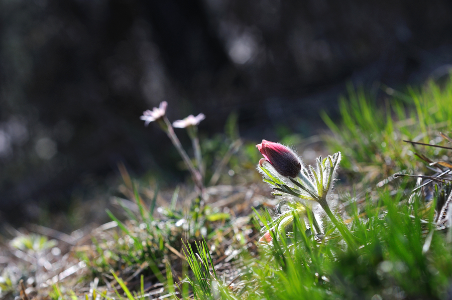 DSC_0021.jpg