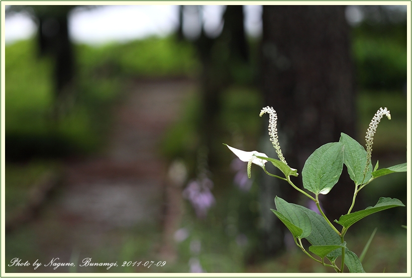 삼백초 (1).JPG