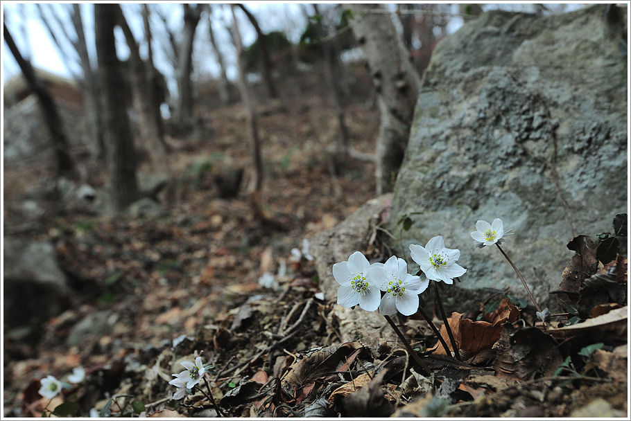 변산바람꽃 265.jpg