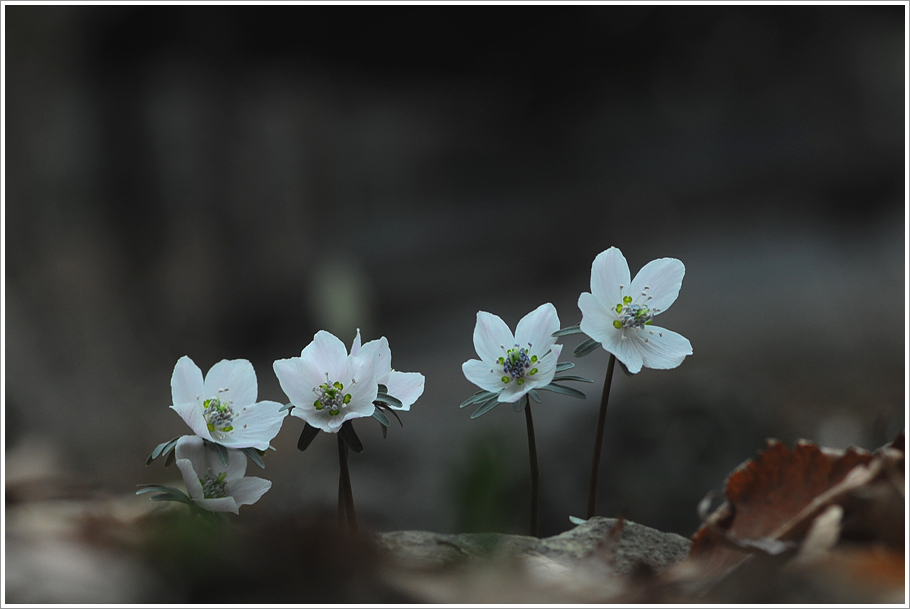 변산바람꽃 363.jpg