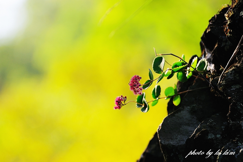 DSC_0738-1.jpg