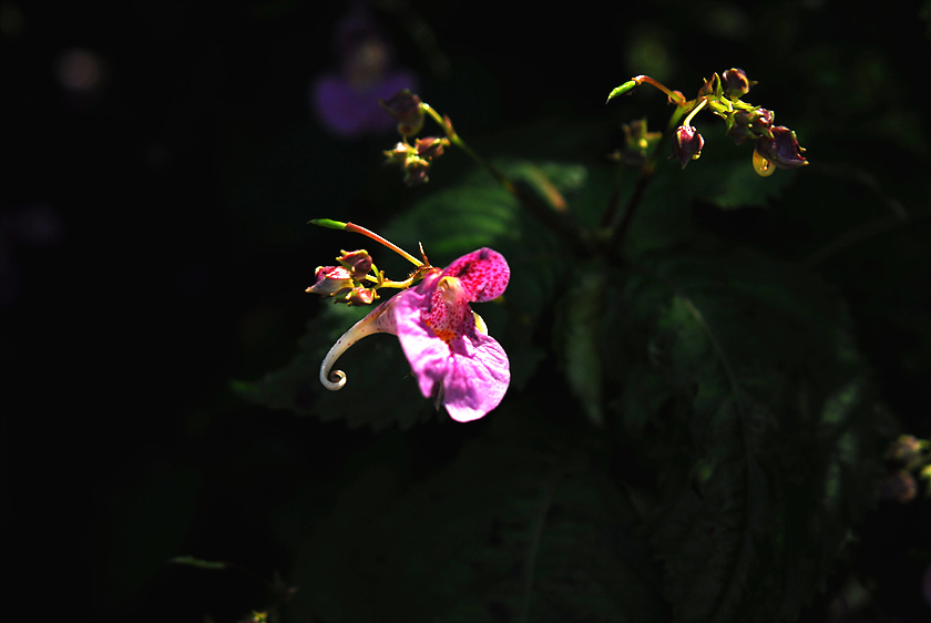 DSC_7607.jpg