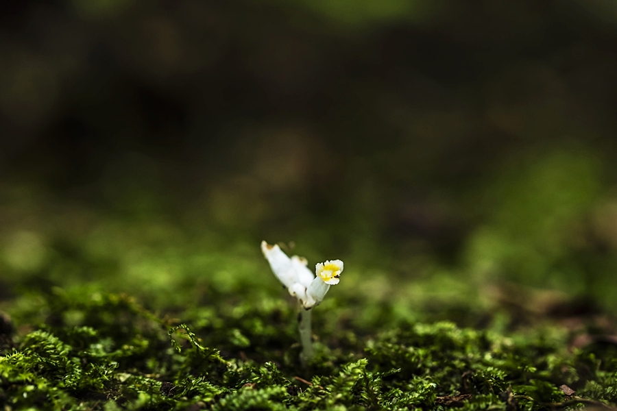 애기석장04.jpg