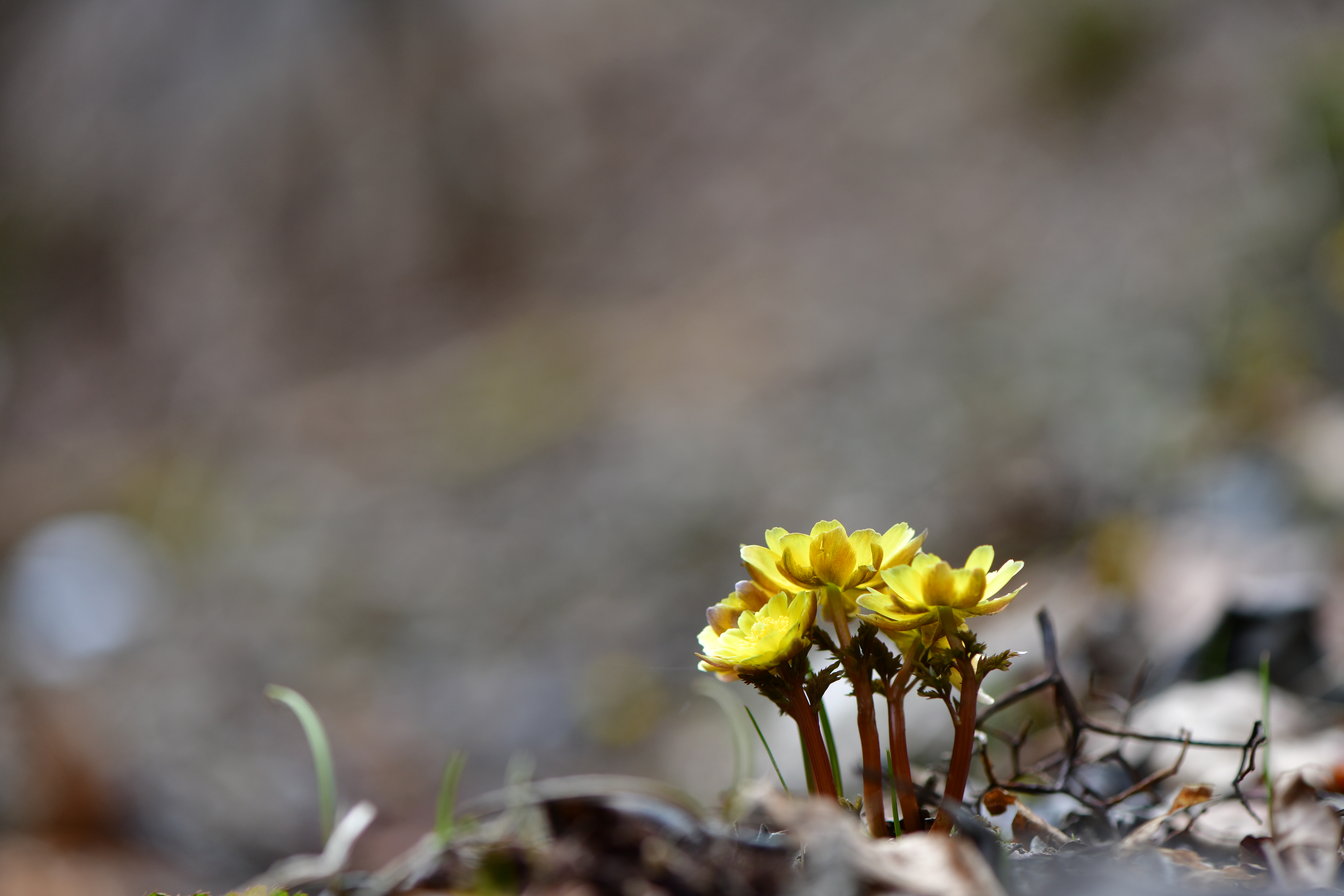 DSC_1303.JPG