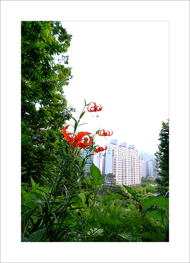 털중나리6.JPG