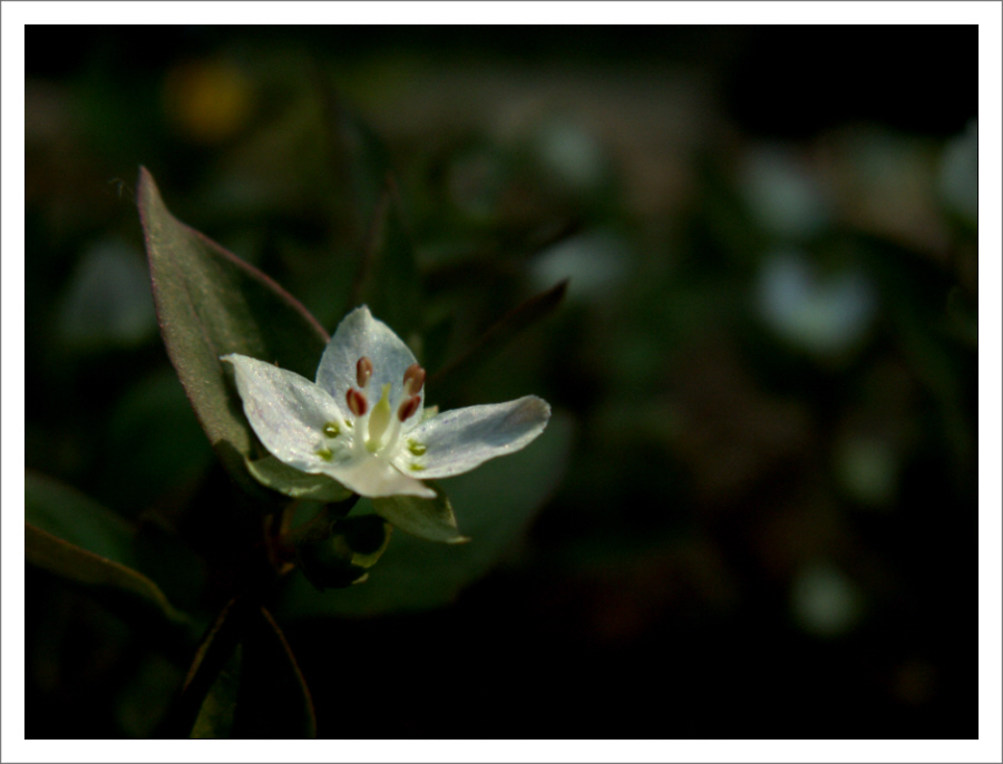 PICT0011.JPG