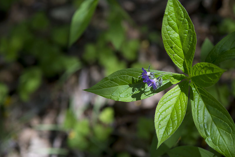 20130517_0093a-1.jpg