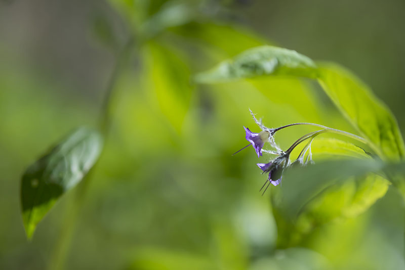 20130517_0069a-1.jpg