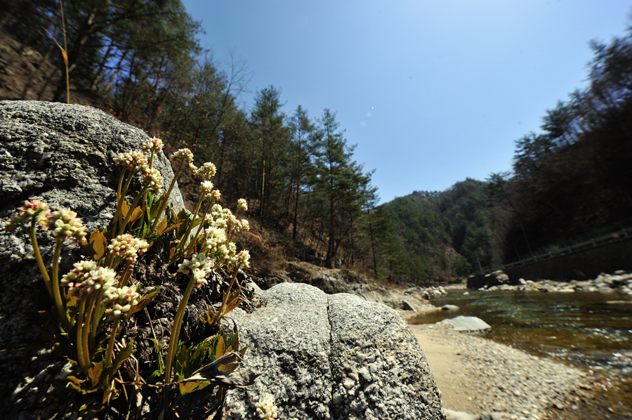 돌단풍150f.jpg