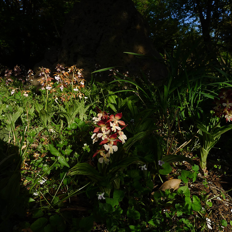 20130513-L1060865.jpg