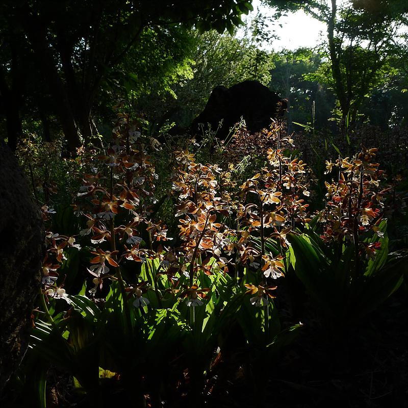 20130513-L1060898.jpg