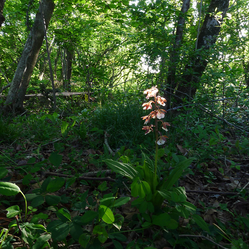 20130513-L1060871.jpg