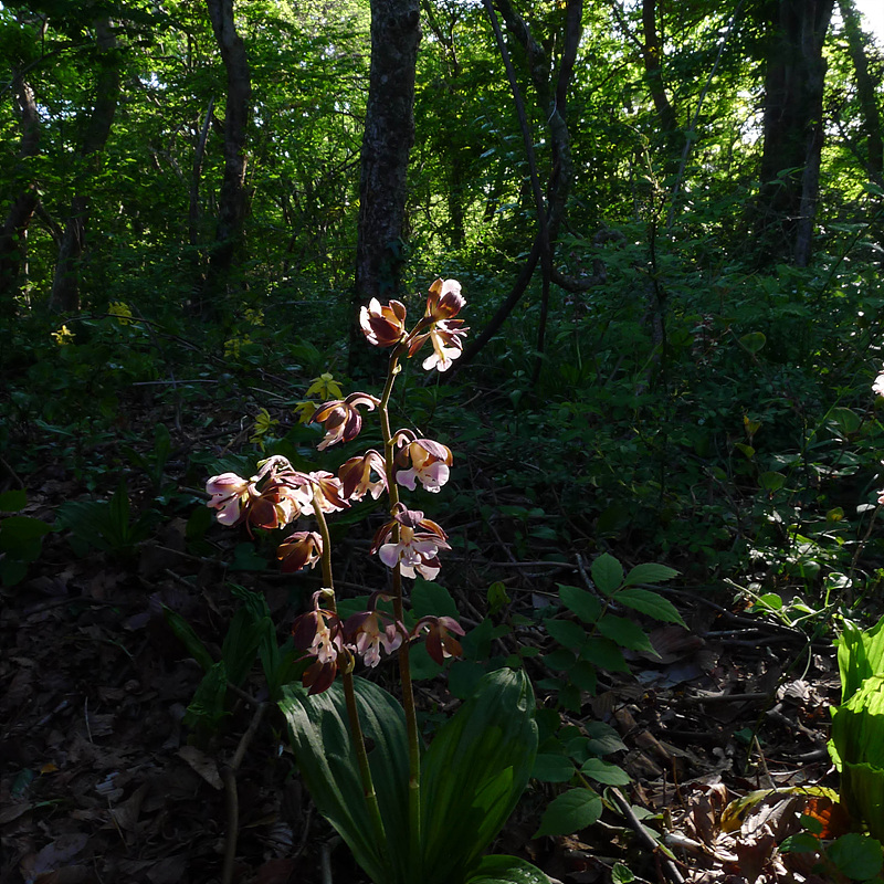 20130513-L1060875.jpg