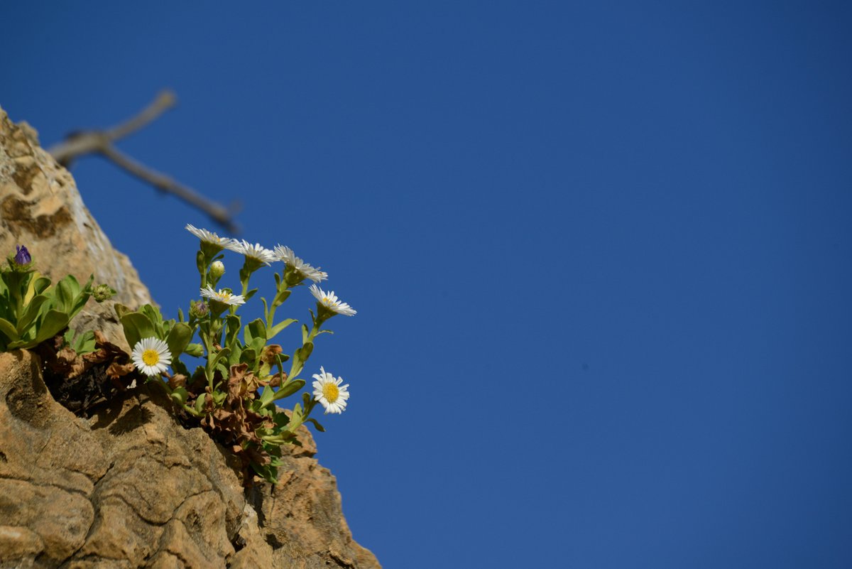 DSC_7886-001.JPG