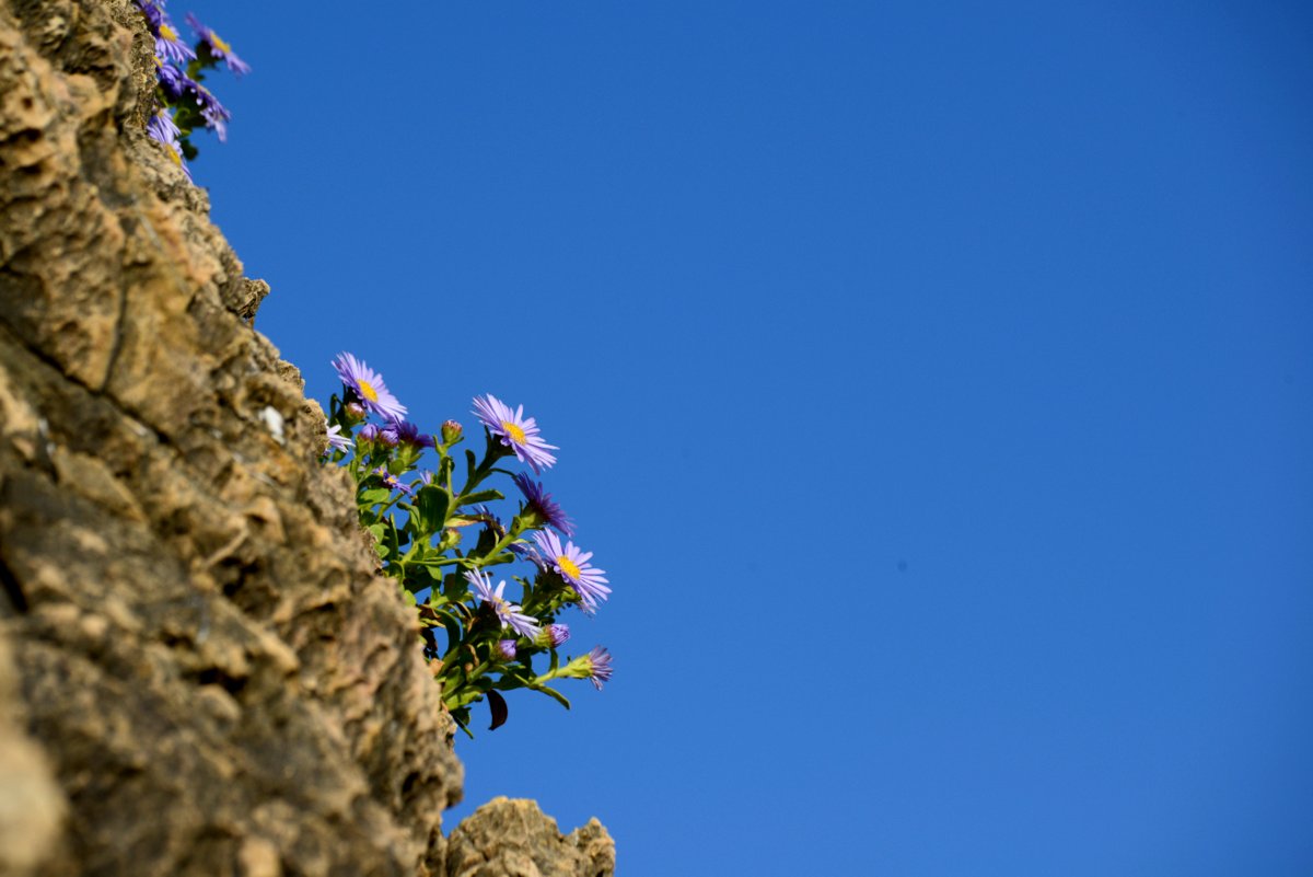 DSC_7883.JPG