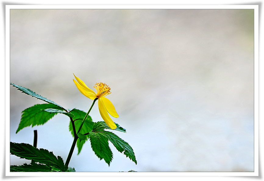 DSC_7126-2.jpg