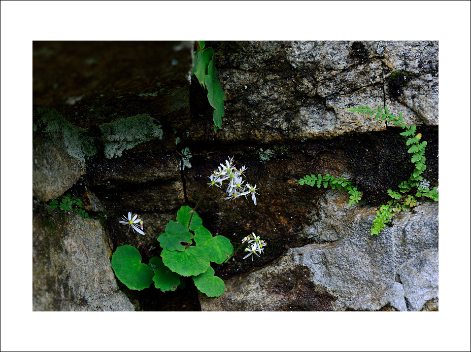 DSC_4366.jpg