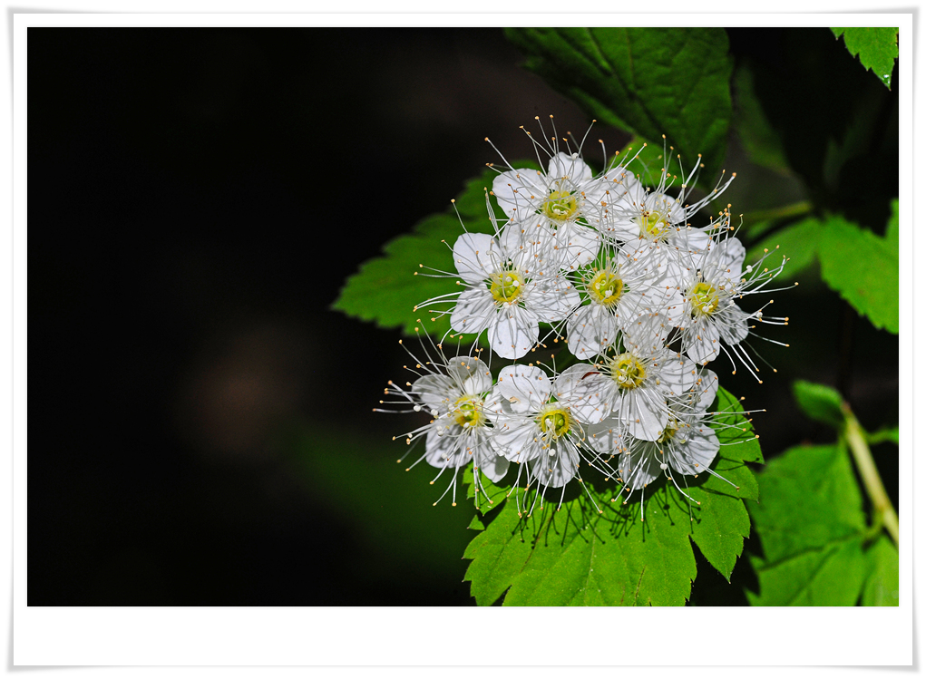 DSC_3966-1.jpg