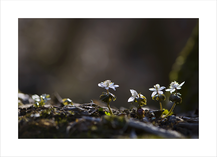 DSC_6682-1-1.jpg