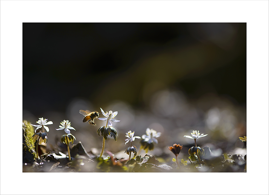 DSC_6702-1-1.jpg