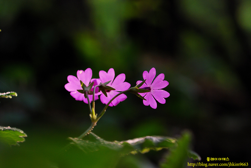 DSC_8252.jpg