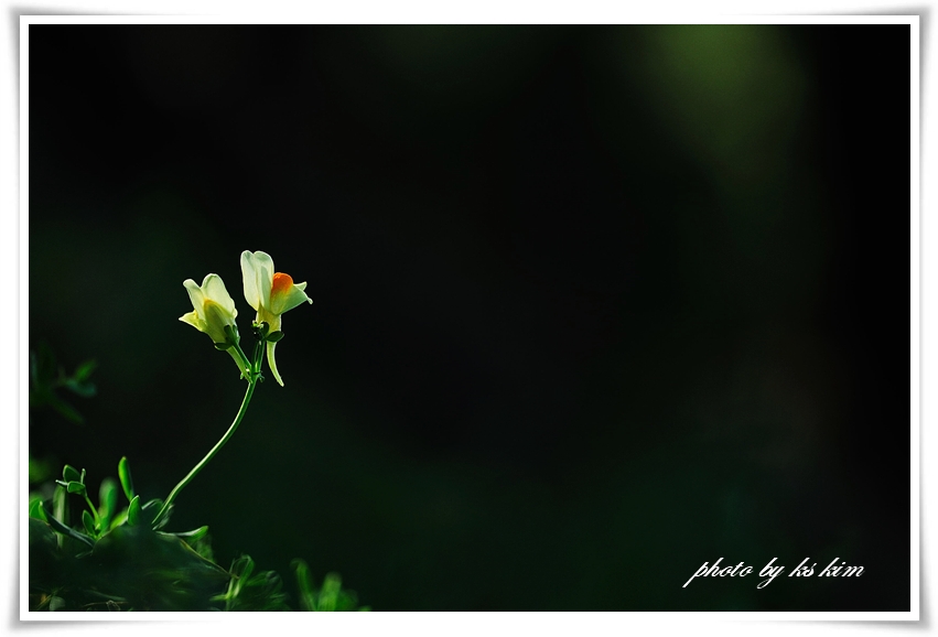 DSC_5954.jpg