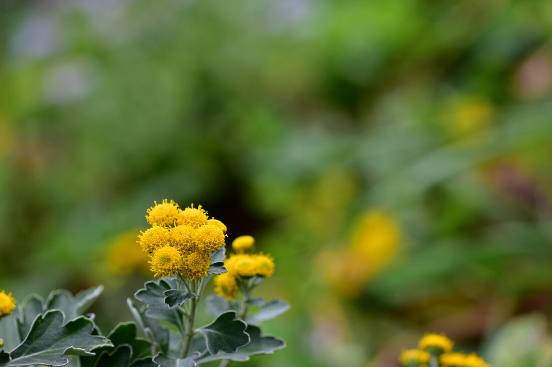 DSC_9485.JPG