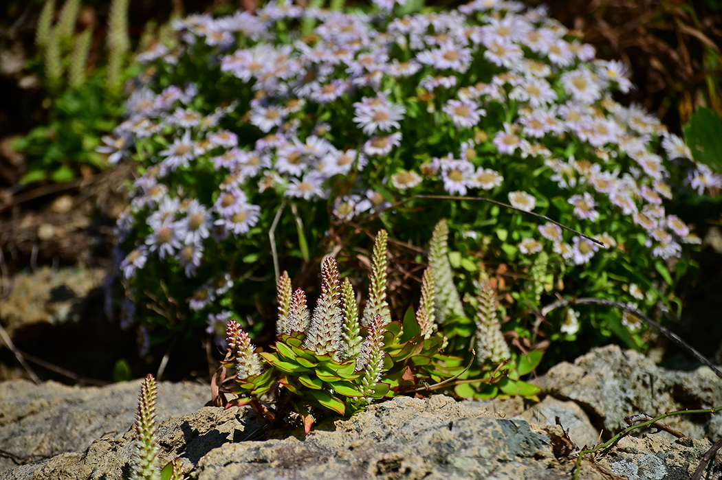 DSC_3908.jpg