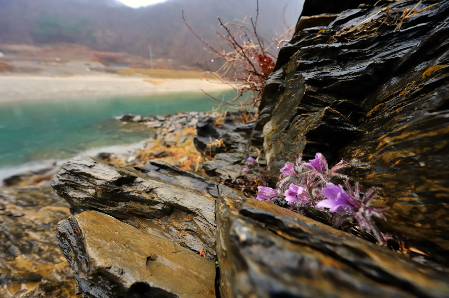 동강할미꽃137f.jpg