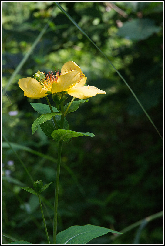C_4-물레나물0549.jpg
