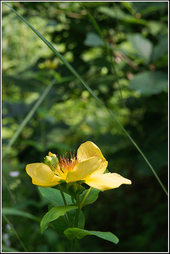C_4-물레나물0548.jpg