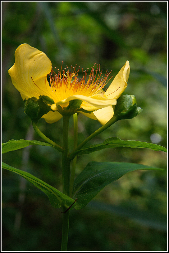 C_4-물레나물0550.jpg