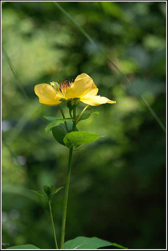 C_4-물레나물0551.jpg