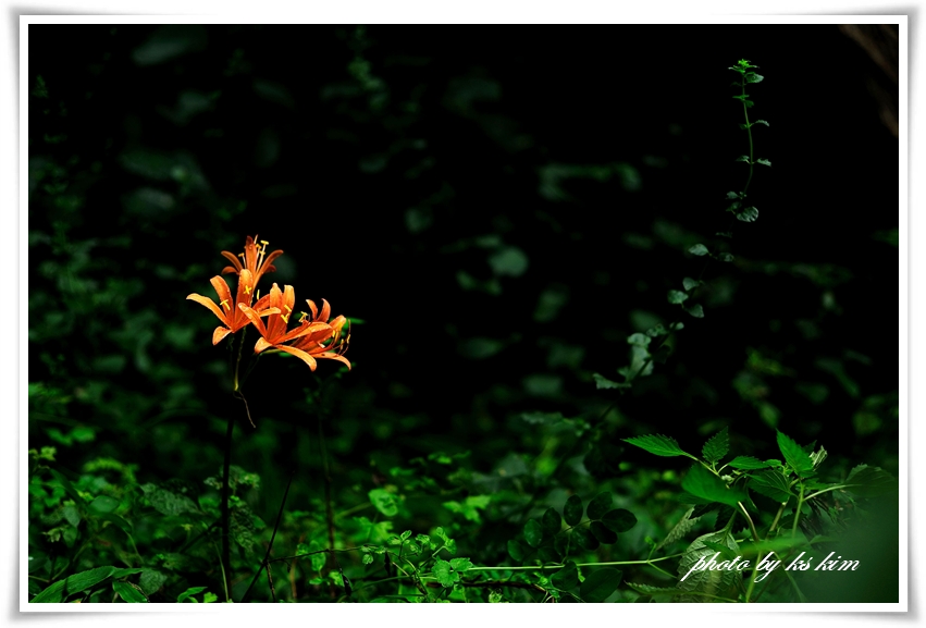 DSC_7267.jpg