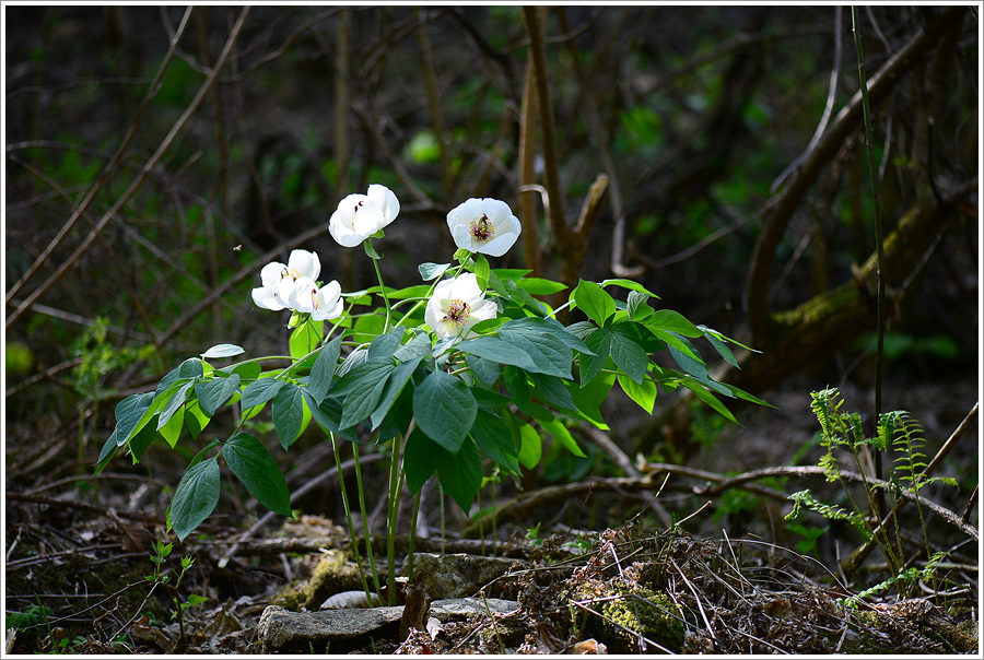 DSC_1276.jpg