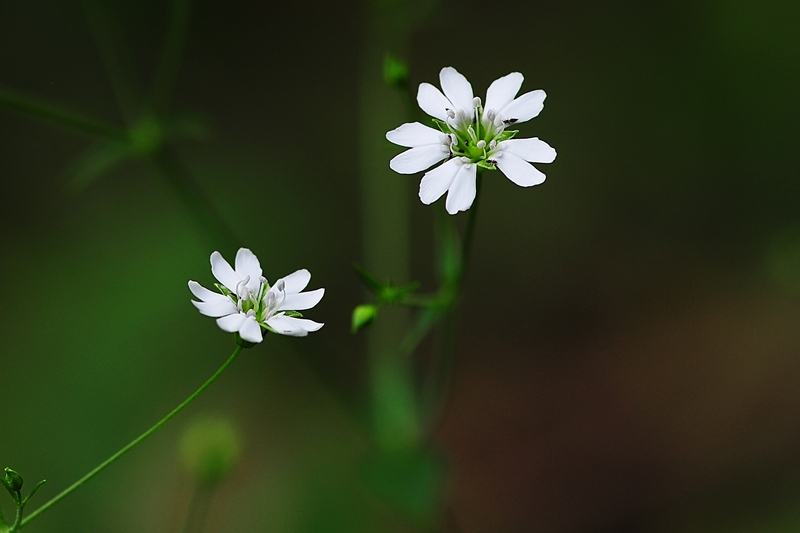 DSC_1447.JPG